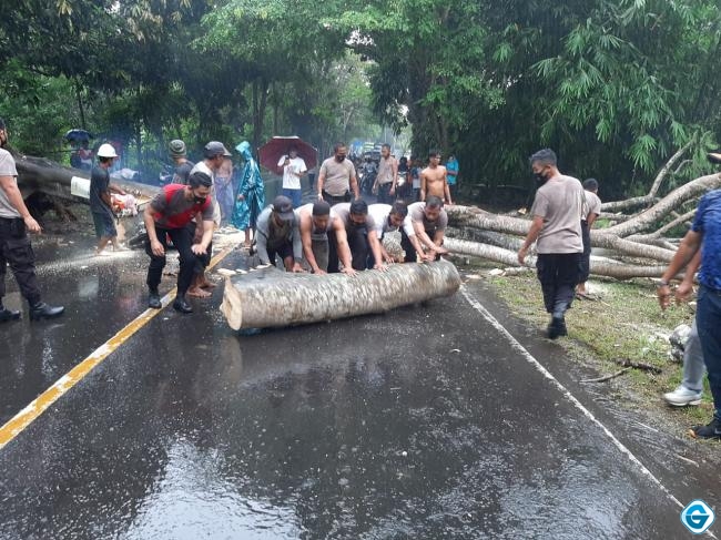 Polres Lobar Evakuasi Pohon Tumbang di Lembar, Satu Unit Vario Tertimpa Pohon, Pengendara Dilarikan Kerumah Sakit